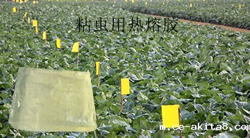 粘虫用热熔胶