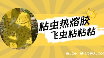 粘虫胶